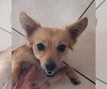 Small #1 Chiweenie