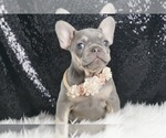 Puppy Fancy AKC French Bulldog