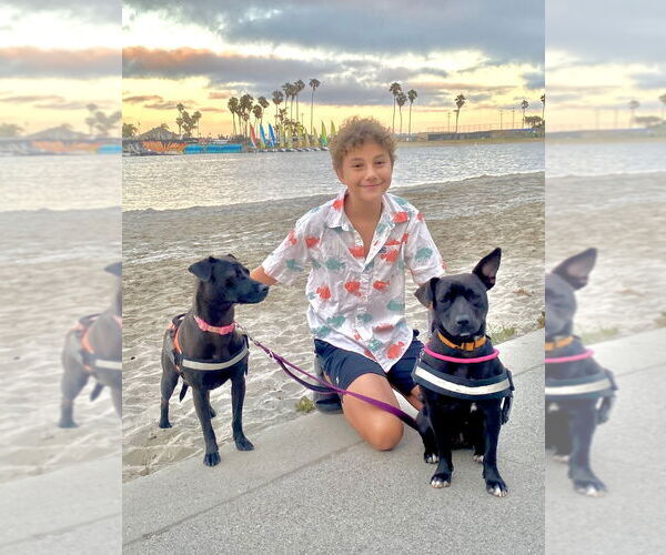 Medium Photo #3 Labrador Retriever-Unknown Mix Puppy For Sale in San Diego, CA, USA