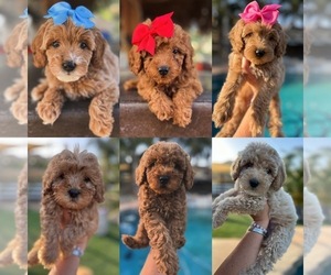 Goldendoodle-Poodle (Miniature) Mix Puppy for sale in MENIFEE, CA, USA