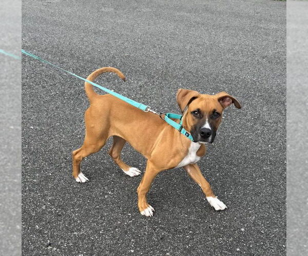 Medium Photo #1 Boxer-Unknown Mix Puppy For Sale in Woodbury, NY, USA