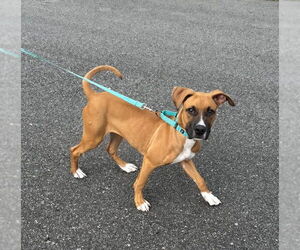 Boxer-Unknown Mix Dogs for adoption in Woodbury, NY, USA