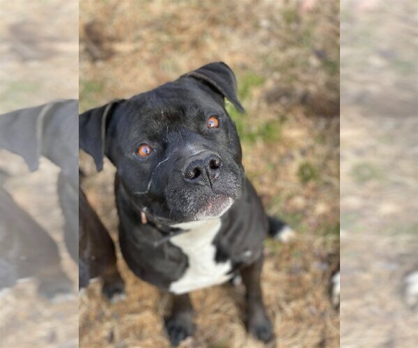 Medium Photo #11 Bulloxer Puppy For Sale in Lewistown, PA, USA
