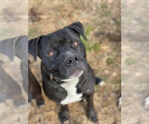 Deitz - Male Bulloxer Dog for Adoption - Photo #11
