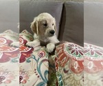 Small Photo #3 English Cream Golden Retriever Puppy For Sale in PHOENIX, AZ, USA