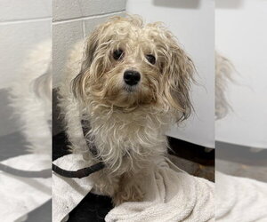 Maltese Dogs for adoption in Forestville, MD, USA