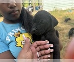 Small #22 Cane Corso-Rottweiler Mix