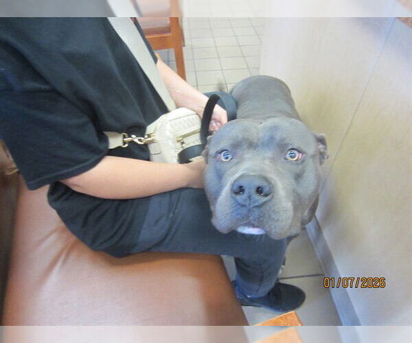 Medium Photo #1 American Pit Bull Terrier Puppy For Sale in Ocala, FL, USA