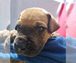 Small Great Dane