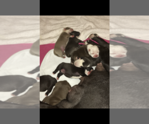 American Bully Puppy for sale in LAFAYETTE, MS, USA
