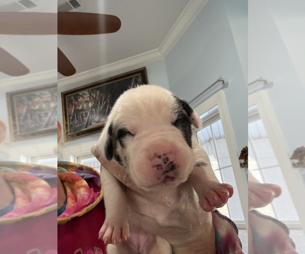 Medium Photo #2 Great Dane Puppy For Sale in CLANTON, AL, USA