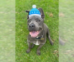 Mutt Dogs for adoption in Ventura, CA, USA