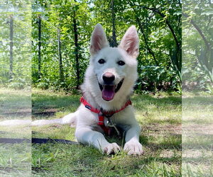 Siberian Husky-Unknown Mix Dogs for adoption in Wakefield, RI, USA