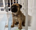 Small #1 Boxer Mix