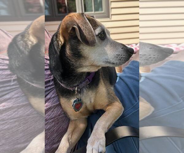 Medium Photo #4 Chihuahua Puppy For Sale in Boonton, NJ, USA