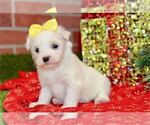 Small #5 Maltese