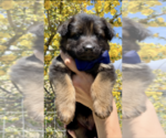 Puppy Blue Collar German Shepherd Dog