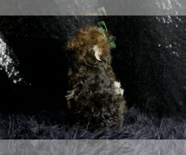 Medium Photo #7 Poodle (Miniature) Puppy For Sale in WARSAW, IN, USA