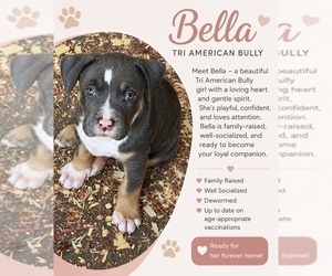 Medium American Bully