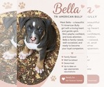 Puppy Bella American Bully