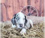 Small #17 Catahoula Leopard Dog