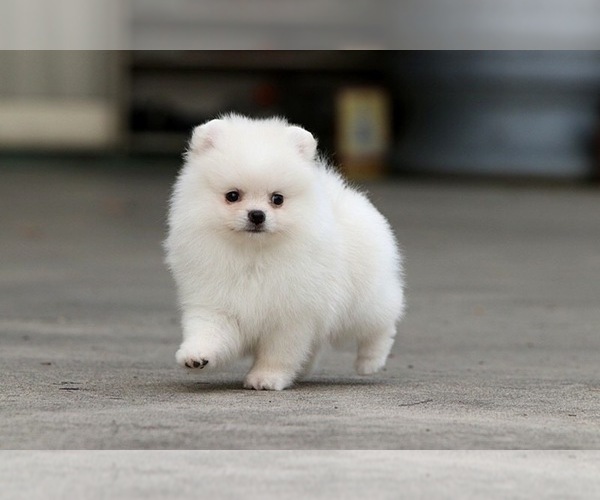 Medium Photo #4 Pomeranian Puppy For Sale in CINCINNATI, OH, USA