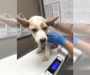 Australian Shepherd-Unknown Mix Dogs for adoption in Conroe, TX, USA
