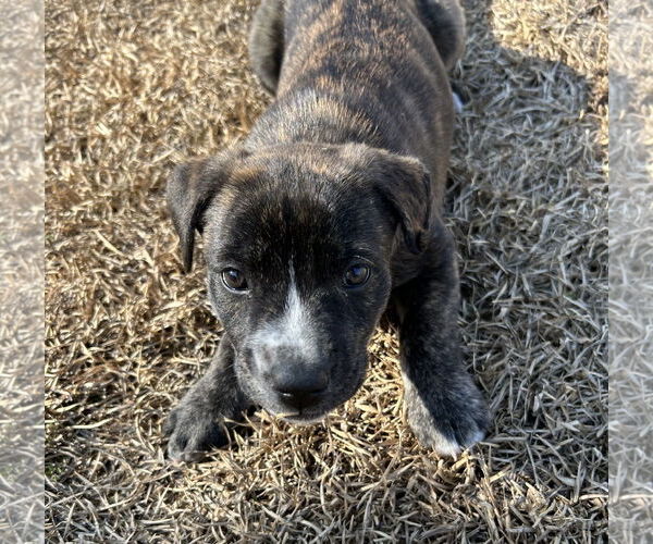 Medium Photo #7 American Staffordshire Terrier-Unknown Mix Puppy For Sale in Holly Springs, NC, USA