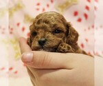 Small #1 Poodle (Toy)