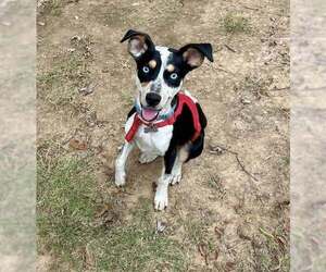 Medium Catahoula Leopard Dog Mix