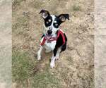 Small Catahoula Leopard Dog Mix