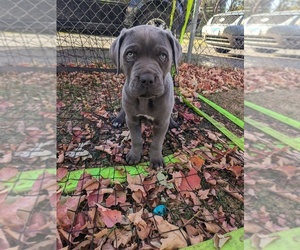 Cane Corso Puppy for sale in MACHESNEY PARK, IL, USA