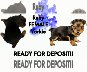 Yorkshire Terrier Puppy for sale in AZLE, TX, USA