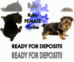 Image preview for Ad Listing. Nickname: Ruby
