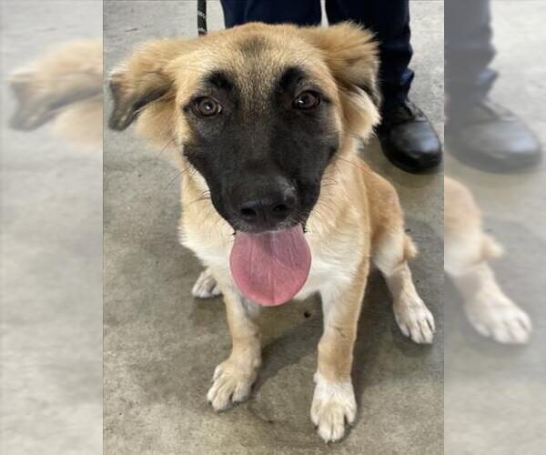 Medium Photo #1 German Shepherd Dog Puppy For Sale in Texas City, TX, USA