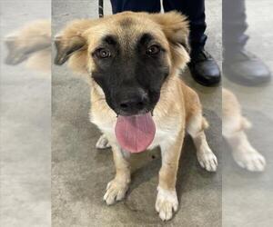 German Shepherd Dog Dogs for adoption in Texas City, TX, USA
