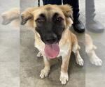 Small German Shepherd Dog