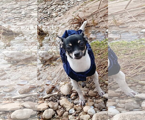Medium Photo #2 Chihuahua-Unknown Mix Puppy For Sale in Grafton, WI, USA