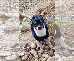 Lola - ADOPTION IN PROCESS - Female Chihuahua-Unknown Mix Dog for Adoption - Photo #2