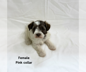 Schnauzer (Miniature) Puppy for sale in FARMVILLE, VA, USA