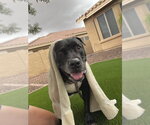 Small Photo #3 American Staffordshire Terrier-Unknown Mix Puppy For Sale in Queen Creek, AZ, USA