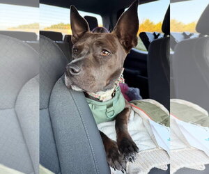 American Pit Bull Terrier-Unknown Mix Dogs for adoption in Germantown, OH, USA