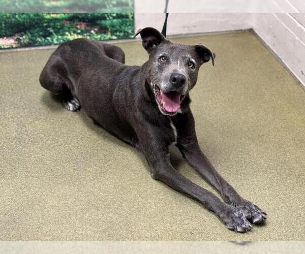 Medium Photo #1 American Pit Bull Terrier-Labrador Retriever Mix Puppy For Sale in Moreno Valley, CA, USA