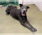 Small American Pit Bull Terrier-Labrador Retriever Mix