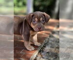 Small American French Bull Terrier