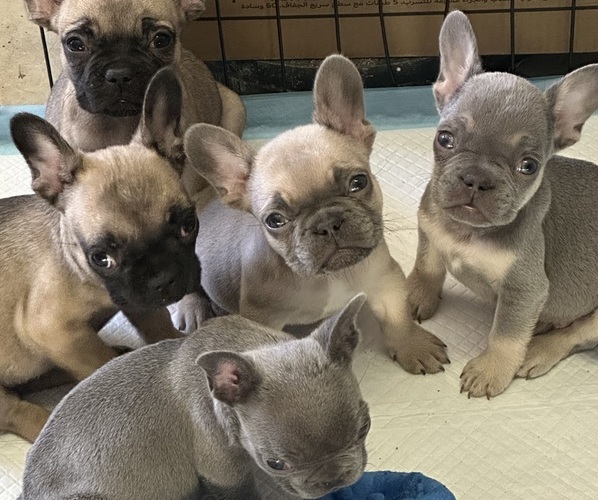 Medium Photo #1 French Bulldog Puppy For Sale in YUCAIPA, CA, USA