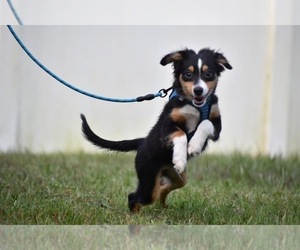 Miniature Australian Shepherd Puppy for sale in PALM COAST, FL, USA