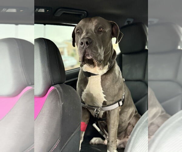 Medium Photo #4 American Pit Bull Terrier Puppy For Sale in West Palm Beach, FL, USA