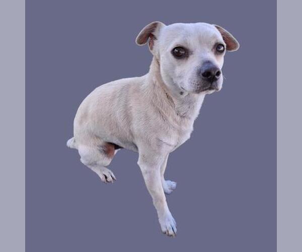 Medium Photo #1 Chihuahua Puppy For Sale in Bakersfield, CA, USA