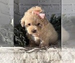 Small #19 Poodle (Toy)